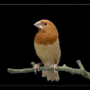 franslabastide avatar