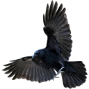 fratricideation avatar