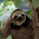 freakinsloths-blog avatar