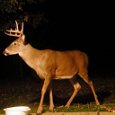 freakofnurtures avatar