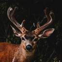 freckled-b1tch avatar