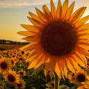 freckled-moose avatar