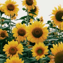 freckles-and-sunflowers avatar