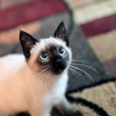 freckles-sky212 avatar