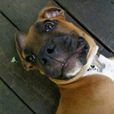 frecklesandschmeckles avatar