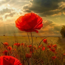 frecklesunshine avatar