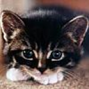 freddiemewcury avatar