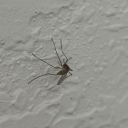 fredthemosquito avatar