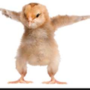 free-chiken avatar