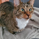 free-fly-tomo-blog avatar