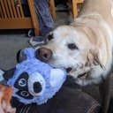 free-laughter avatar