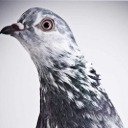 free-pigeon-bread avatar