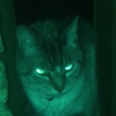 free-range-dynamics avatar