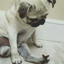 freedom-flame avatar