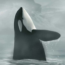 freedom-for-orcas avatar