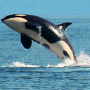 freedomforwhales-blog avatar