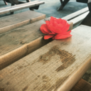 freedomisborn avatar