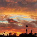 freedreamerstudent1798 avatar