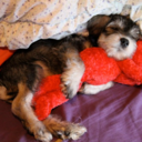 freeguts-blog-blog-blog avatar