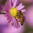 freehoneymaker69 avatar