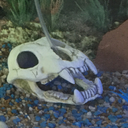 freelypsychictaco avatar