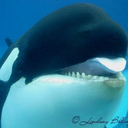 freeorca-blog avatar