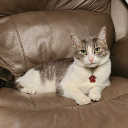 freepaintergalaxy avatar