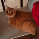 freepalaceturtletaco avatar