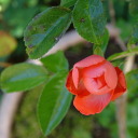 freequeenharmony avatar