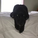 freespiritluna avatar