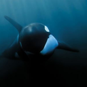 freethecetaceans avatar