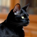 freeyourbrain avatar