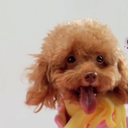 fremdverschulden avatar