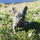 french-bulldog avatar