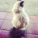 french-laughter avatar