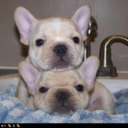 frenchbulldoglove avatar