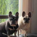 frenchbulldogmama avatar