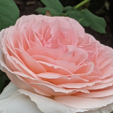 frenchfriedsillyguy avatar