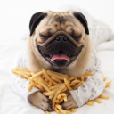 frenchfrypuppy avatar