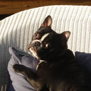 frenchiesrule avatar