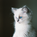 frenchkittens-blog avatar