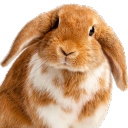 frenchlopbunny avatar