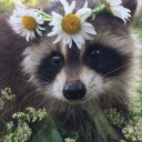 frequentlyferal avatar