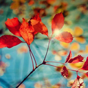 fresh-fallen-leaves-blog avatar