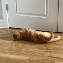 fresh-lypressed avatar