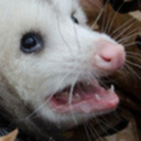 fresh-opossum avatar