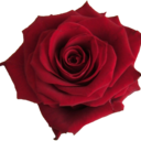 freshciabatta avatar