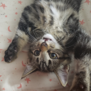 freshdeanmuffinrascal avatar