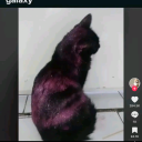 freshpostwonderland avatar