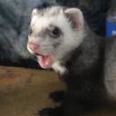 freshrefreshments-blog avatar